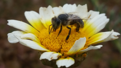 Gardens, Bees, and Protecting our Resources